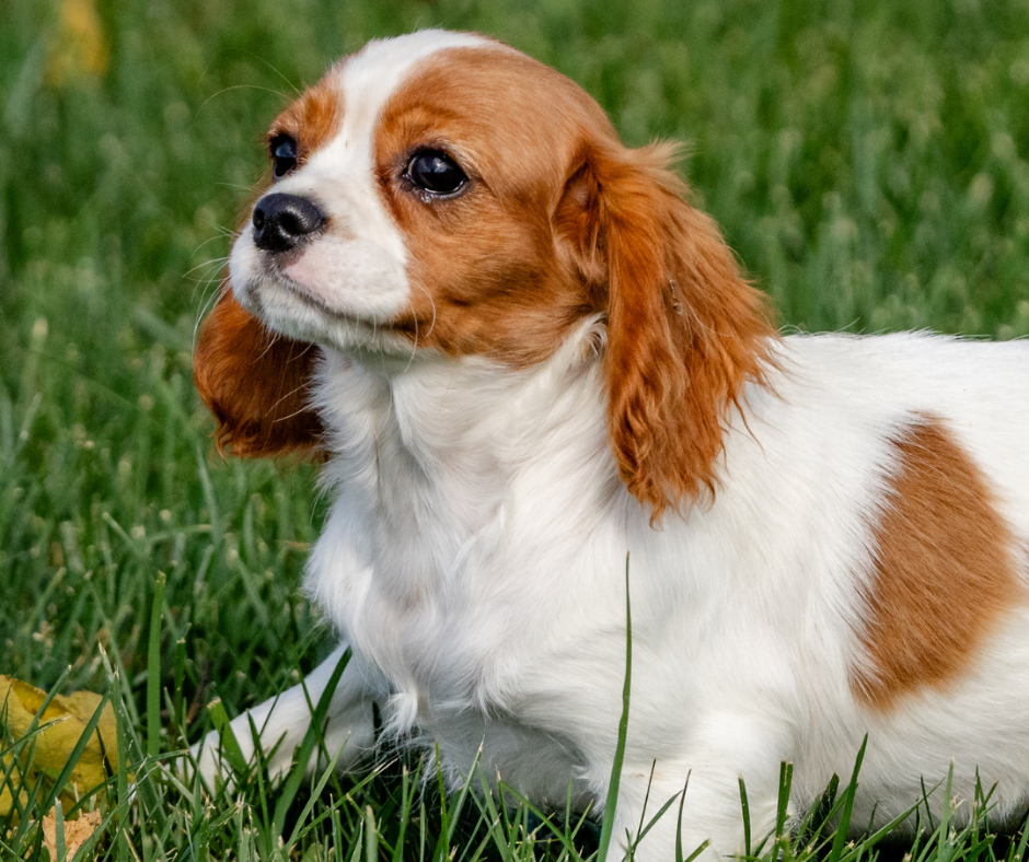 Royal cavalier fashion dog