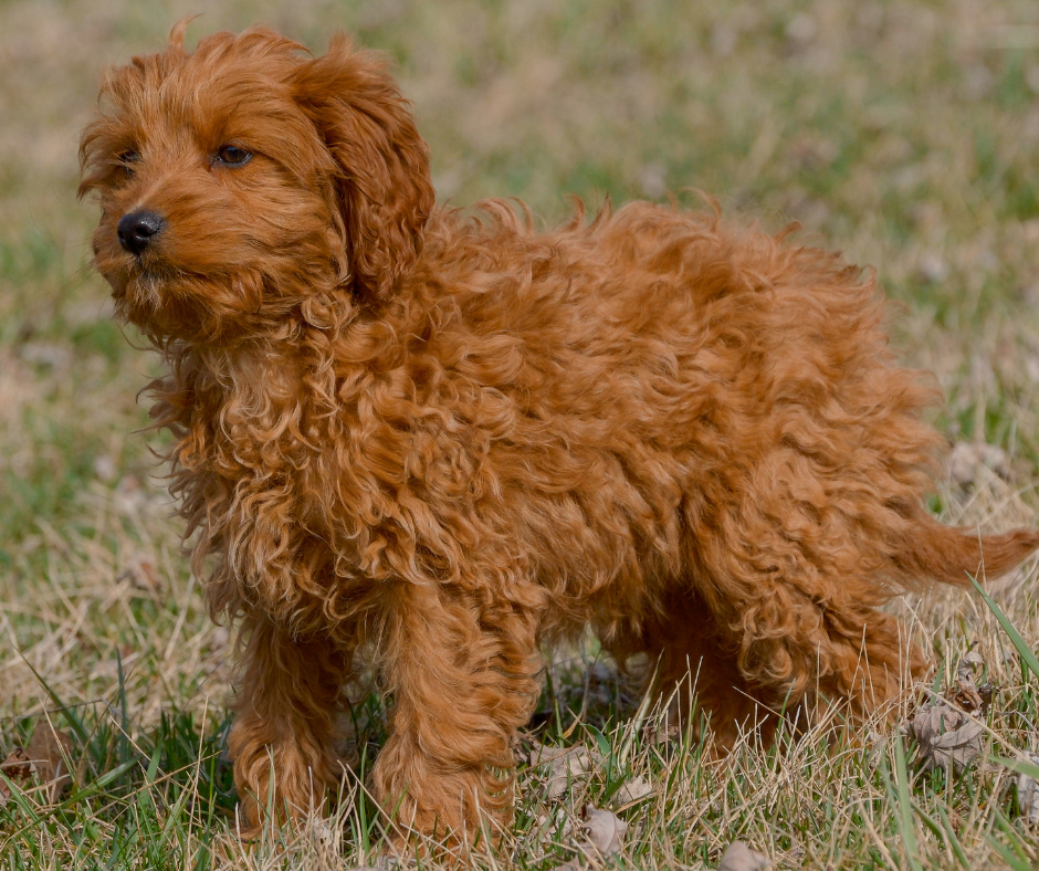 10 Facts About the Cavapoo