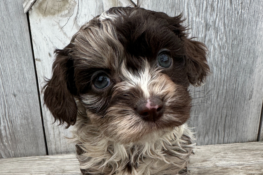 A Complete Guide to Chocolate Merle Cavapoos