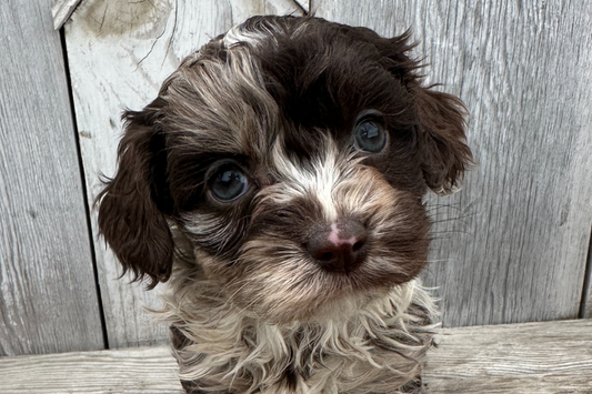 A Complete Guide to Chocolate Merle Cavapoos