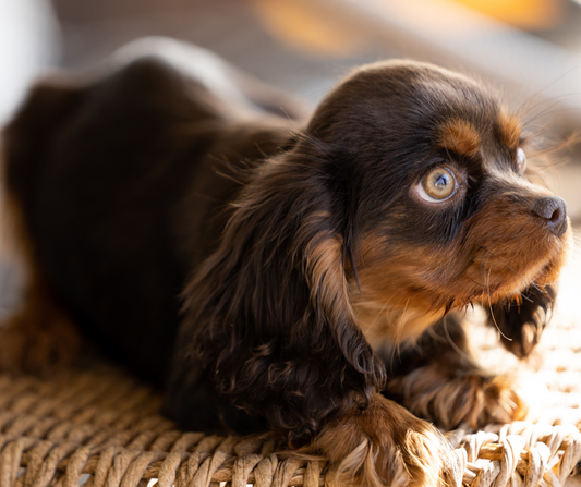 A Comprehensive Guide to Raising a Chocolate Cavalier King Charles Spaniel Puppy