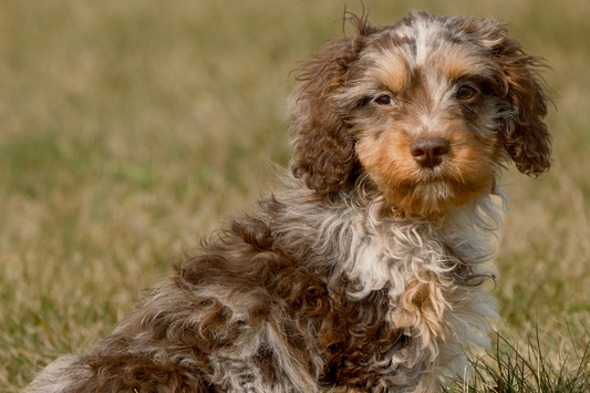 Are Chocolate Merle Cavapoos Hypoallergenic?