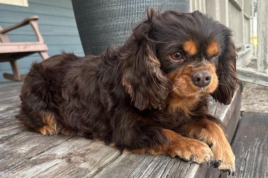 Chocolate-Cavaliers