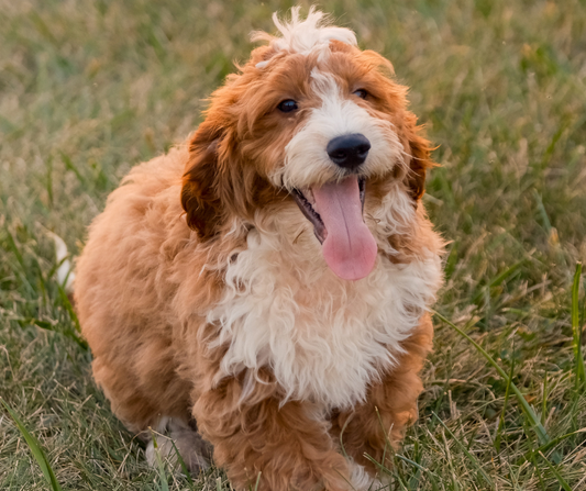 Basic Training Commands Every Goldendoodle Should Know
