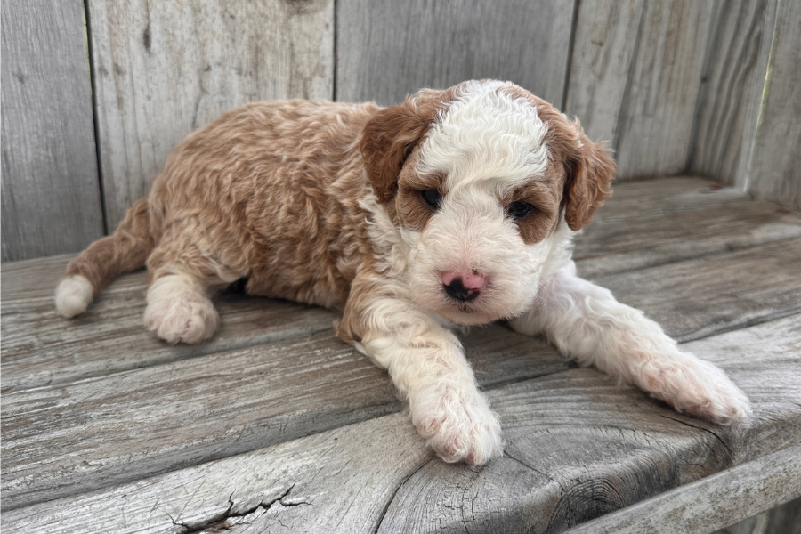 Basic Training Commands Every Goldendoodle Should Know