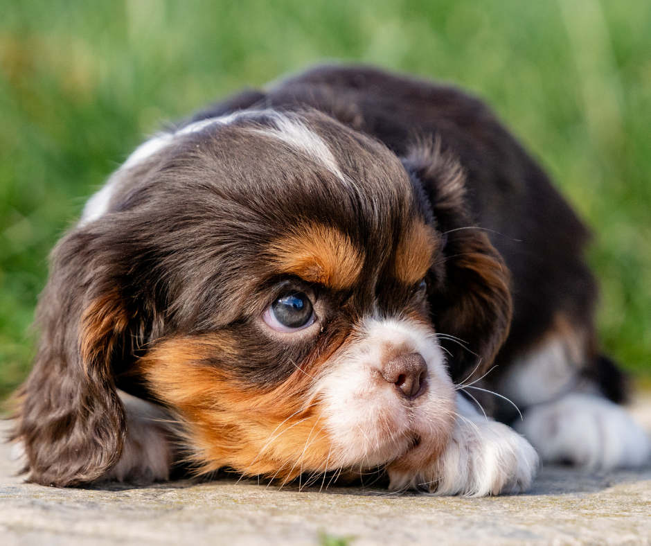 Cavalier King Charles Spaniel versus Other Small Dog Breeds: A Comparison