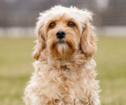 Cavapoo Size Guide: Standard, Mini, and Micro Variations