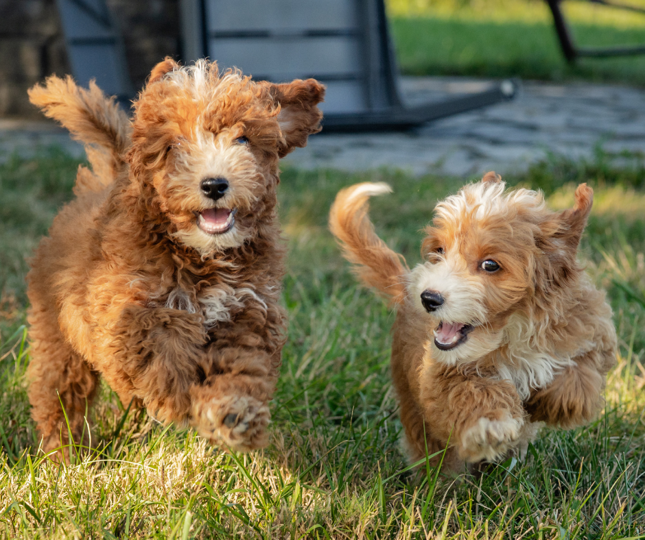 Choosing the Perfect Goldendoodle Puppy: Tips and Considerations