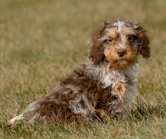 Common Food Allergies in Cavapoos and How to Manage Them