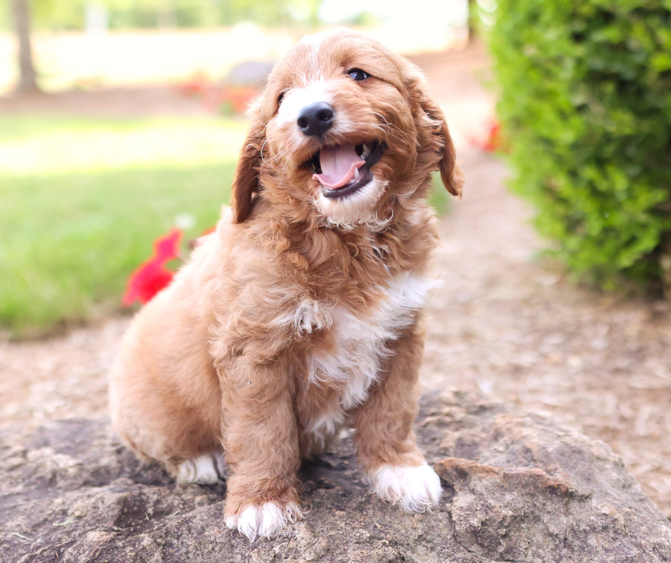Dealing with Dog Matting