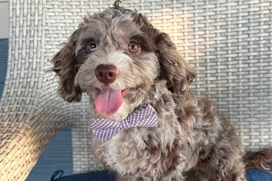Do Chocolate Merle Cavapoos' Coats Change Color as They Age?