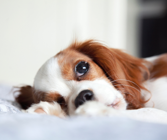 Exercise Ideas for Your Cavalier Puppy in Apartments
