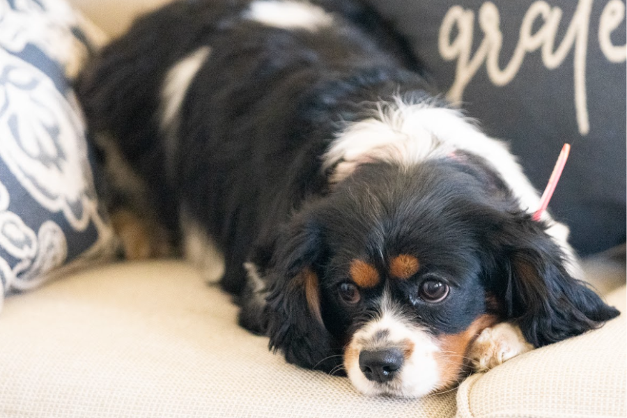 Exercise Ideas for Your Cavalier Puppy in Apartments