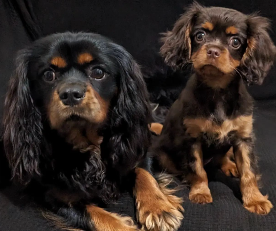 Finding the Best Cavalier Breeder