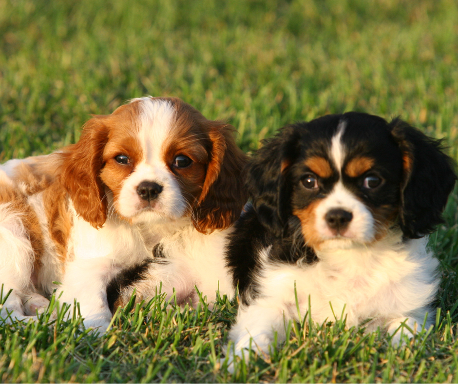 Grooming and Care Tips for Cavaliers in Indiana’s Climate