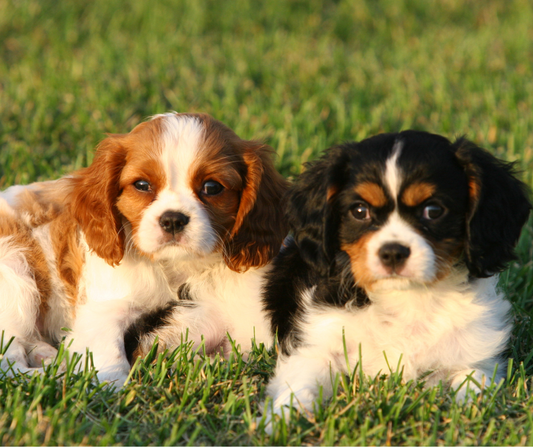Grooming and Care Tips for Cavaliers in Indiana’s Climate