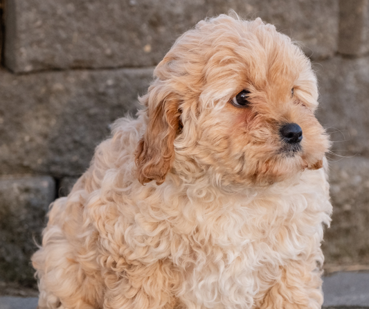 How Important is Crate Training?