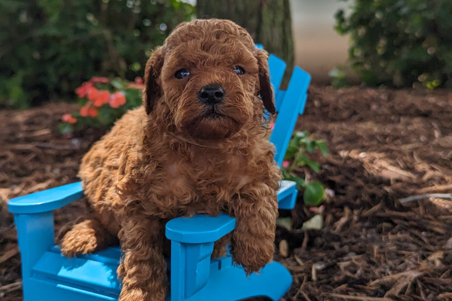 How Much Water Should Your Cavapoo Drink?
