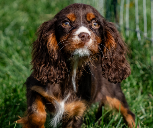 How to Choose the Right Dog Breed for Your Lifestyle?