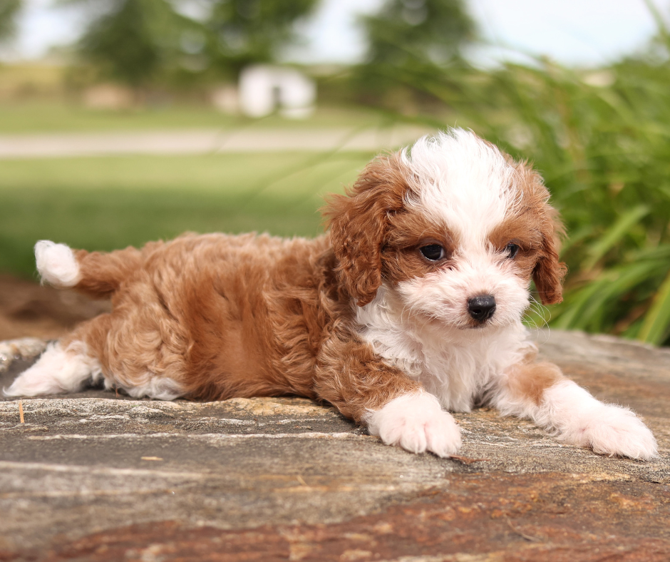 How to Choose the Right Groomer for Your Goldendoodle