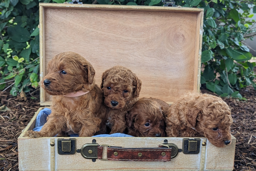 How to Crate Train Your Cavalier Puppy