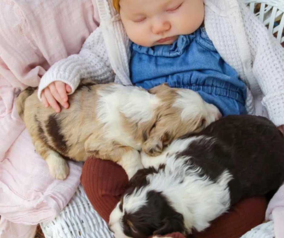 Puppies-For-Sale-Indiana