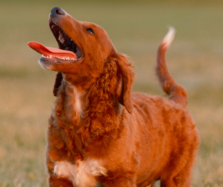 How to Handle and Prevent Goldendoodle Barking
