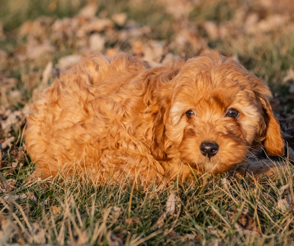 How to Introduce Your Cavapoo to a Multi-Pet Household?