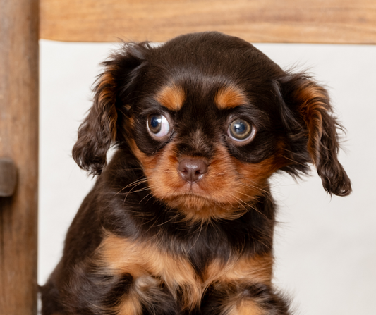 How to Keep Your Cavalier Puppy from Chewing on Things?