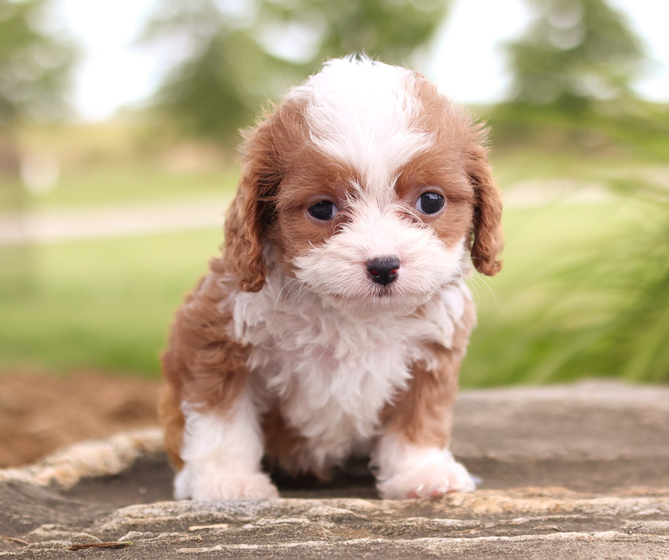 How to Keep Your Dog’s Coat Shiny and Healthy