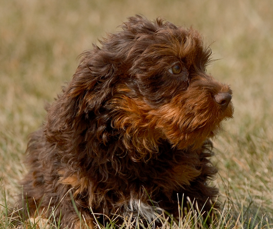 How to Maintain a Healthy Weight for Your Cavapoo
