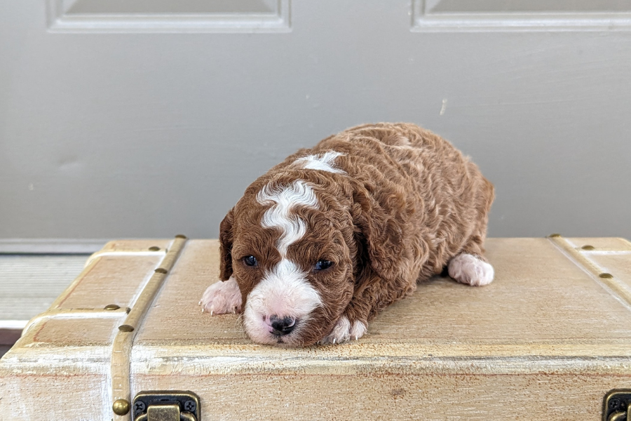 How to Maintain a Healthy Weight for Your Cavapoo