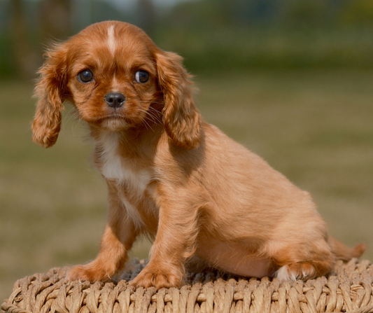How to Crate Train Your Cavalier Puppy?