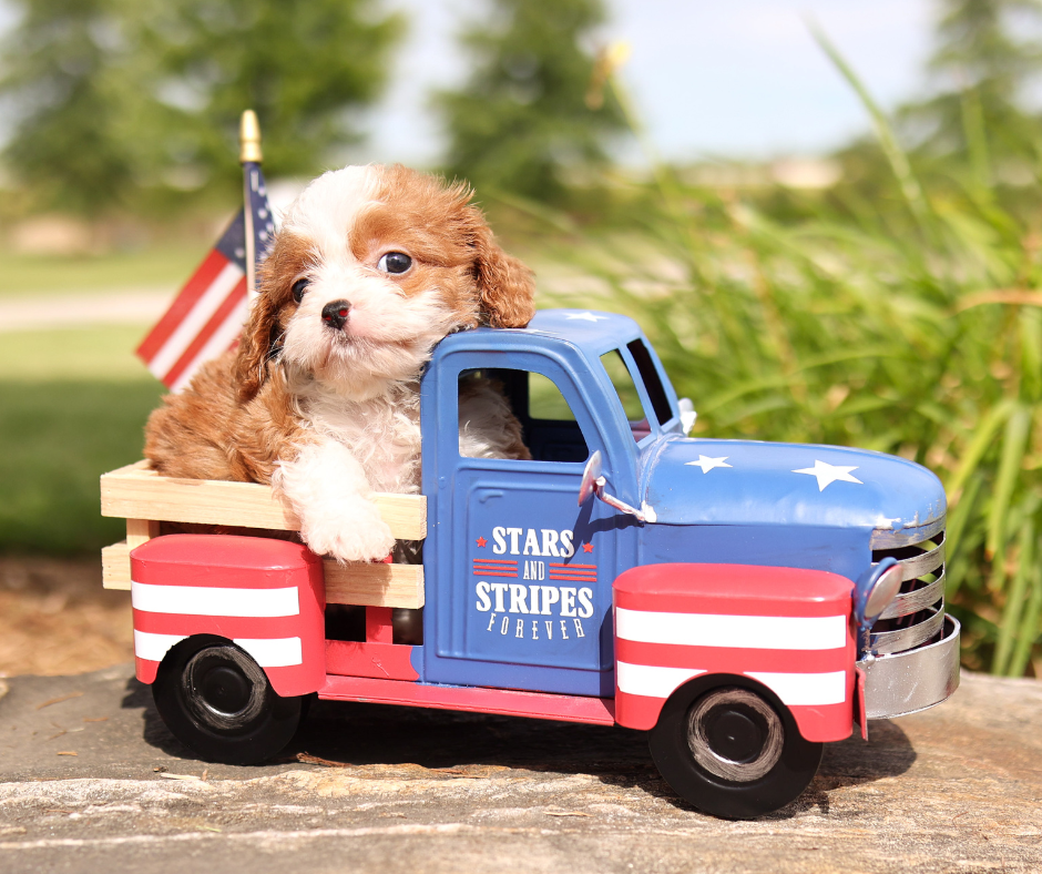 Human Food That Are Safe and Unsafe for Dogs