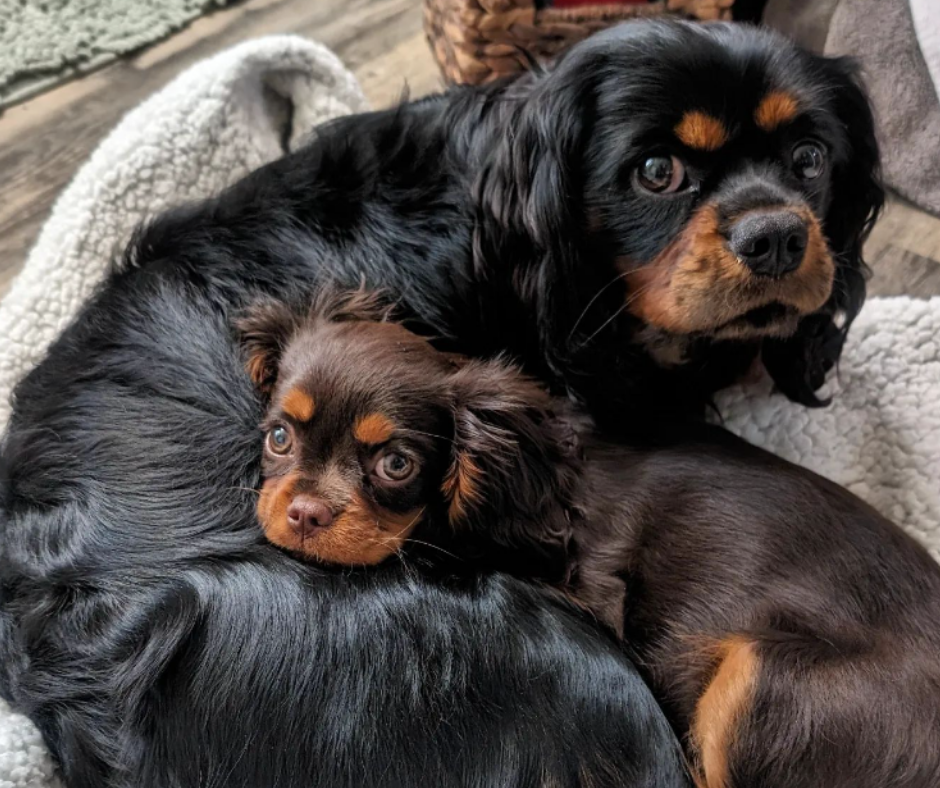 Is the Cavalier a Good Family Dog?