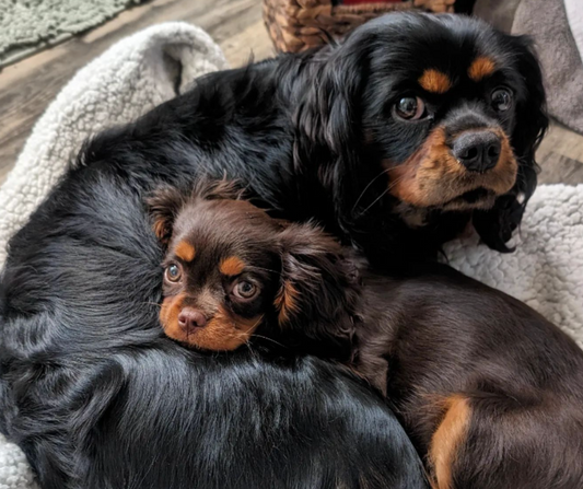 Is the Cavalier a Good Family Dog?