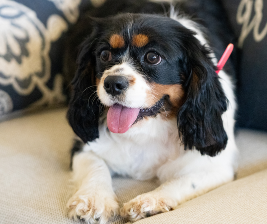 Must-Have Pet Accessories for Your Dog