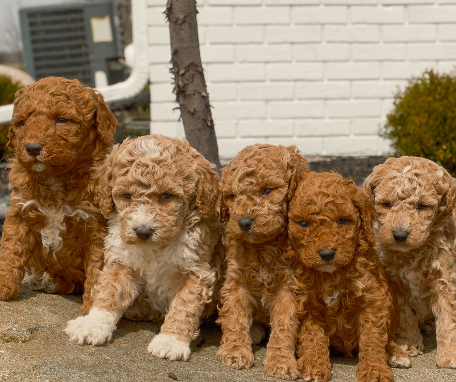 Natural Ways to Keep Your Goldendoodle in Excellent Health