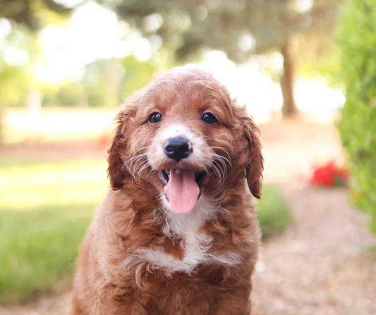 Positive Reinforcement Techniques for Dog Training