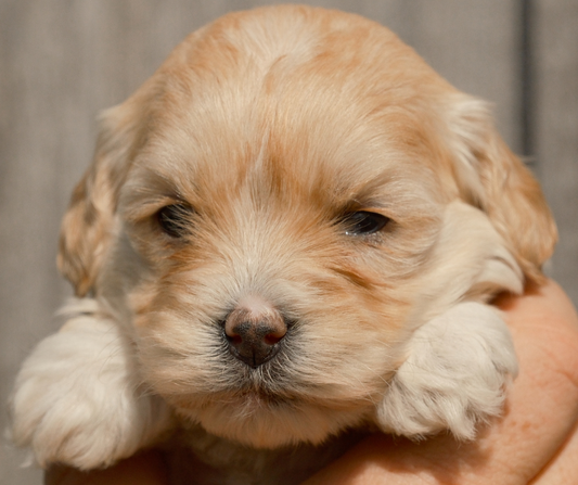 Goldendoodle-Breeder