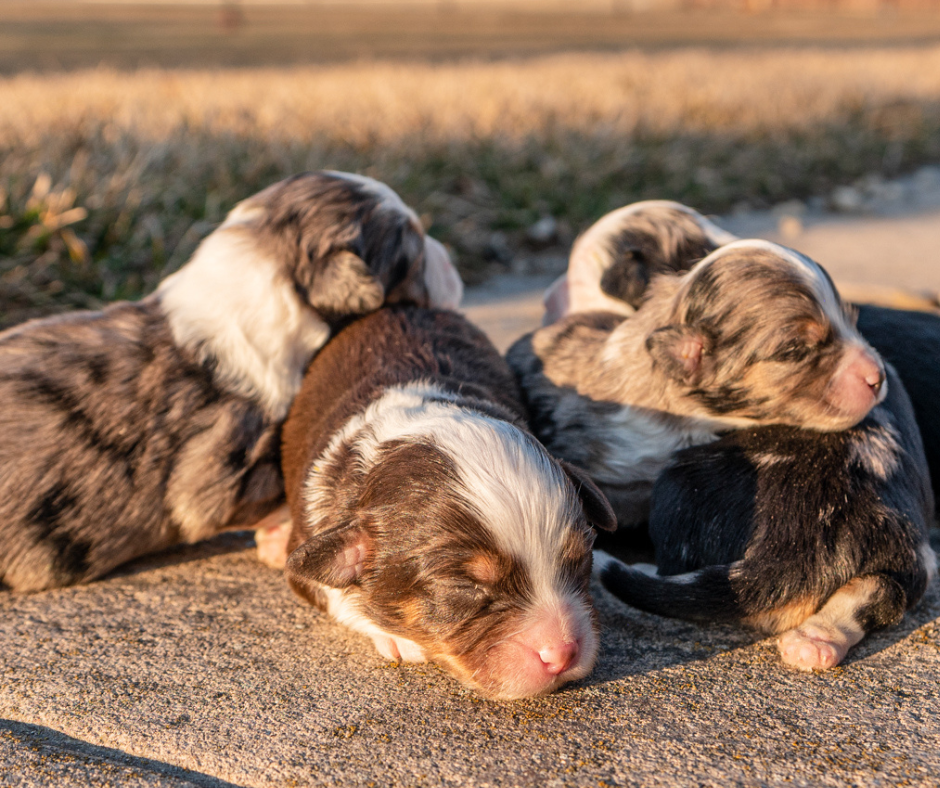 Goldendoodle-Pet-Insurance