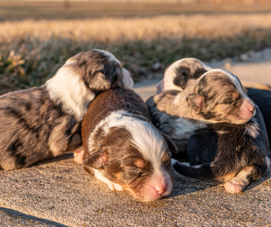 Goldendoodle-Pet-Insurance