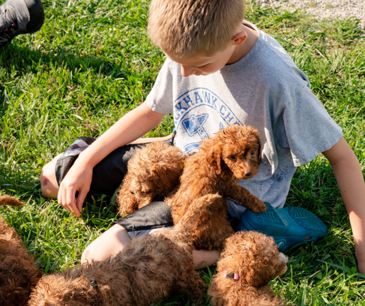 The Mini Goldendoodle Personality: Traits and Temperament