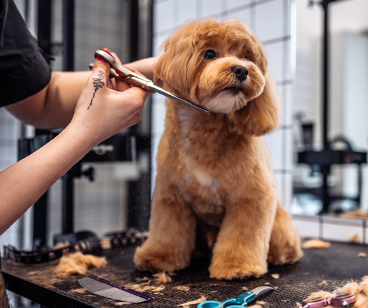 Grooming-Goldendoodle