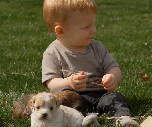 Cavapoo-Puppies-For-Sale-Indiana