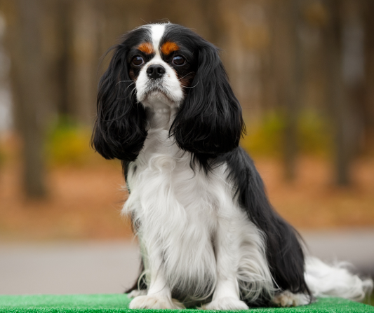 Top 10 Tips for Raising Your Cavalier King Charles Spaniel in a Small Apartment
