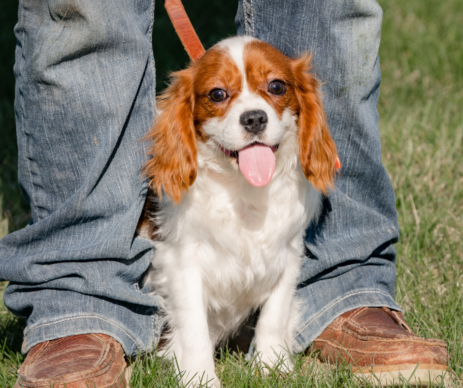 Training Your Cavalier King Charles Spaniel: Obedience and Behavior