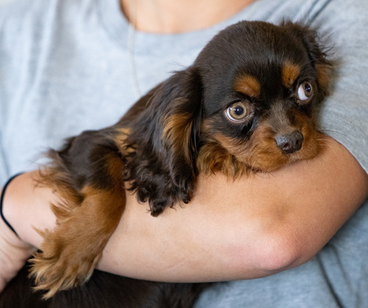 Traveling with Your Cavalier King Charles Spaniel: Tips for Pet-Friendly Trips