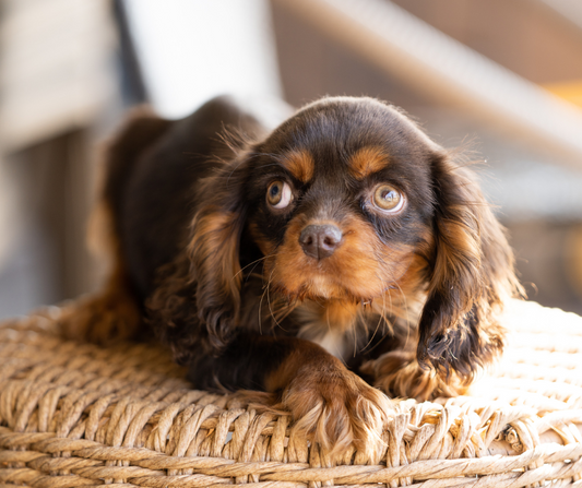 Chocolate-Cavalier-Charles-Spaniel-Puppies