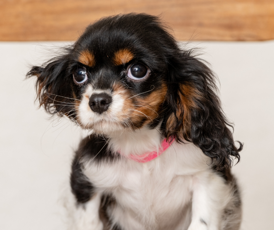 What Should You Prepare for Your Cavalier King Charles Spaniel Puppy?